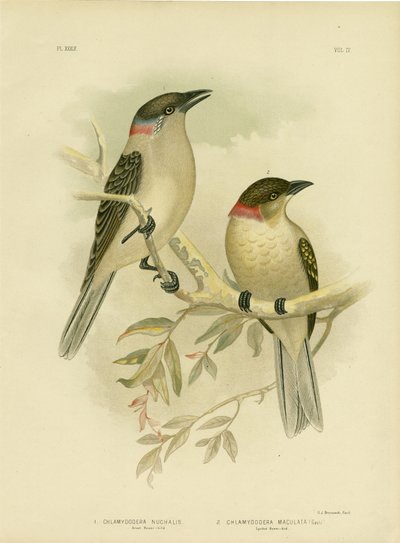 Great Bowerbird, 1891 by Gracius Broinowski
